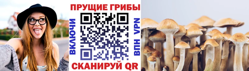 Псилоцибиновые грибы Cubensis  как найти   Сертолово 